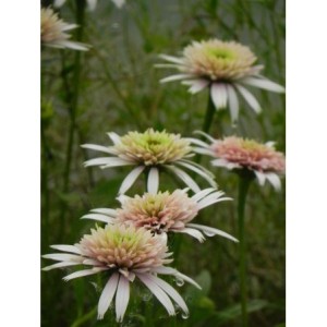 jeżówka (Echinacea x) Cherry Fluff- Świat bylin - sklep internetowy