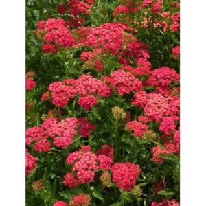 krwawnik pospolity (Achillea millefolium) Paprica- Świat bylin - sklep internetowy