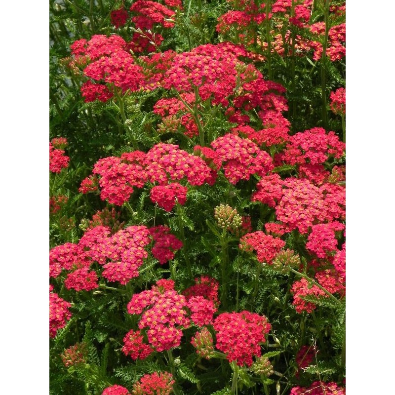 krwawnik pospolity (Achillea millefolium) Paprica- Świat bylin - sklep internetowy