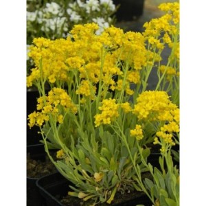 smagliczka skalna (Alyssum / Aurinia saxatile) Gold Cushion- Świat bylin - sklep internetowy