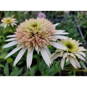 jeżówka (Echinacea x) Cherry Fluff- Świat bylin - sklep internetowy