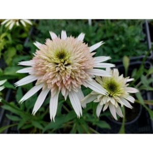 jeżówka (Echinacea x) Cherry Fluff- Świat bylin - sklep internetowy