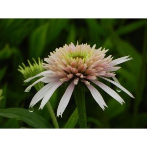 jeżówka (Echinacea x) Cherry Fluff- Świat bylin - sklep internetowy