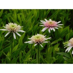 jeżówka (Echinacea x) Cherry Fluff- Świat bylin - sklep internetowy
