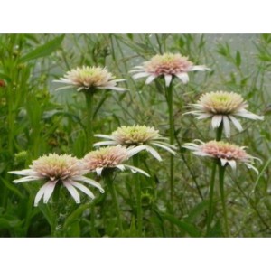 jeżówka (Echinacea x) Cherry Fluff- Świat bylin - sklep internetowy