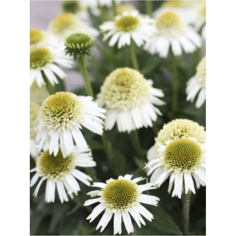 jeżówka (Echinacea x) Delicious Nougat- Świat bylin - sklep internetowy