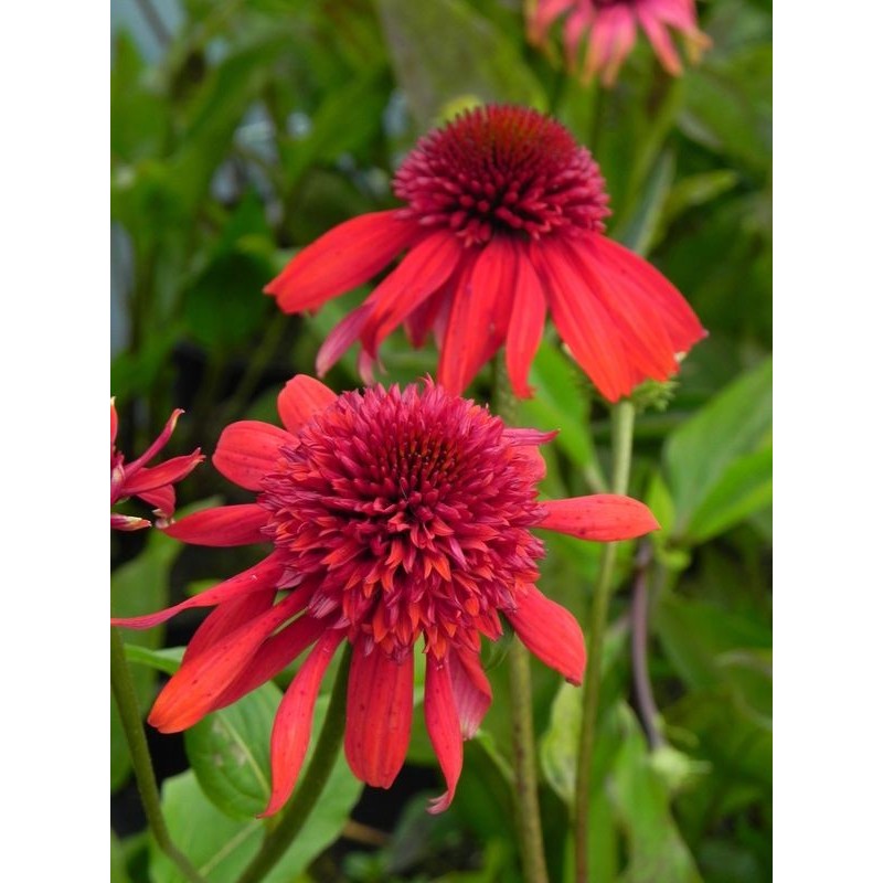 jeżówka (Echinacea x) Eccentric®- Świat bylin - sklep internetowy