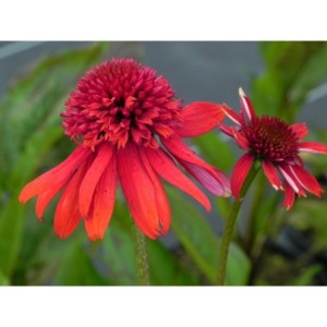 jeżówka (Echinacea x) Eccentric®- Świat bylin - sklep internetowy