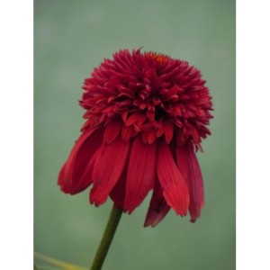 jeżówka (Echinacea x) Eccentric®- Świat bylin - sklep internetowy