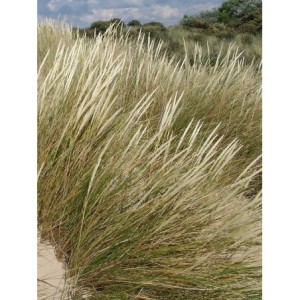 piaskownica zwyczajna (Ammophila arenaria) - Świat bylin - sklep internetowy