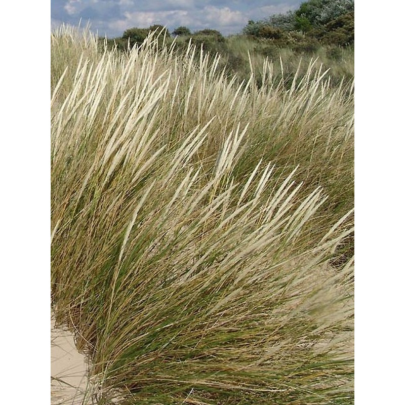 piaskownica zwyczajna (Ammophila arenaria) - Świat bylin - sklep internetowy