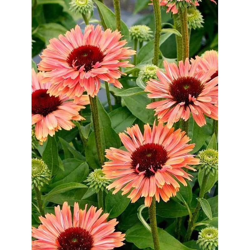 jeżówka (Echinacea x) Fresco Apricot- Świat bylin - sklep internetowy