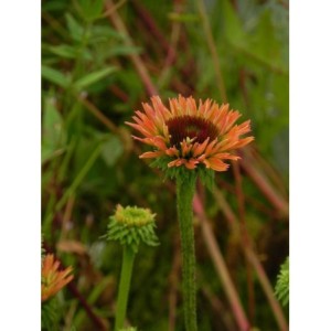 jeżówka (Echinacea x) Fresco Apricot- Świat bylin - sklep internetowy