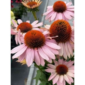 jeżówka (Echinacea x) Garden Salmon- Świat bylin - sklep internetowy