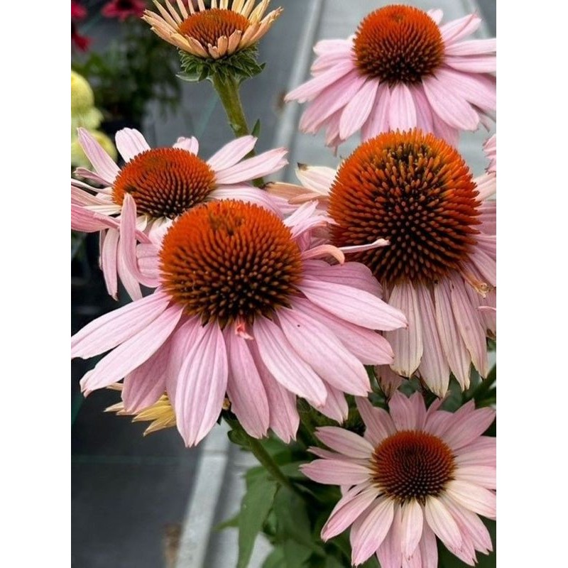 jeżówka (Echinacea x) Garden Salmon- Świat bylin - sklep internetowy