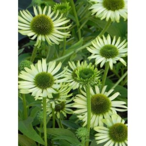 jeżówka (Echinacea x) Green Jewel- Świat bylin - sklep internetowy