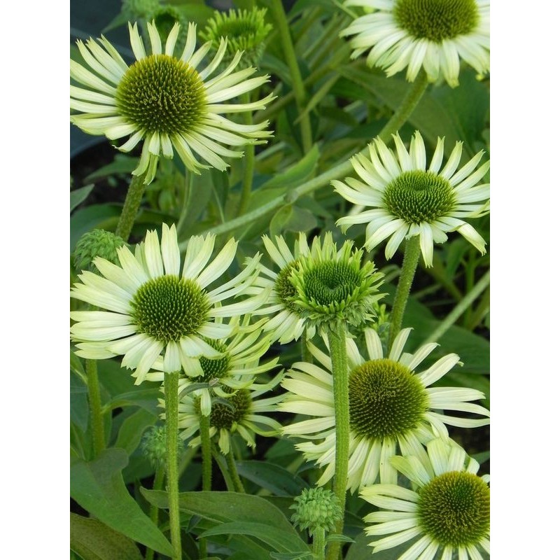 jeżówka (Echinacea x) Green Jewel- Świat bylin - sklep internetowy
