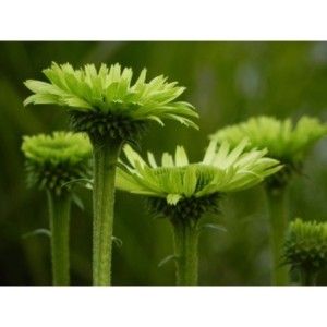 jeżówka (Echinacea x) Green Jewel- Świat bylin - sklep internetowy