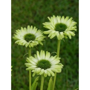 jeżówka (Echinacea x) Green Jewel- Świat bylin - sklep internetowy