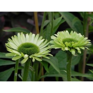 jeżówka (Echinacea x) Green Jewel- Świat bylin - sklep internetowy