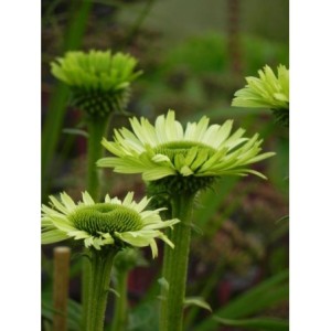 jeżówka (Echinacea x) Green Jewel- Świat bylin - sklep internetowy