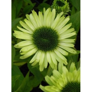 jeżówka (Echinacea x) Green Jewel- Świat bylin - sklep internetowy