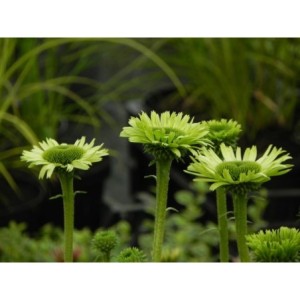 jeżówka (Echinacea x) Green Jewel- Świat bylin - sklep internetowy