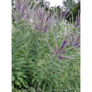 amorfa szara (Amorpha canescens) - Świat bylin - sklep internetowy