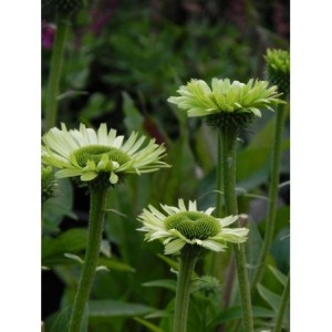 jeżówka (Echinacea x) Green Jewel- Świat bylin - sklep internetowy