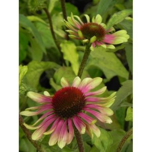 jeżówka (Echinacea x) Green Twister- Świat bylin - sklep internetowy