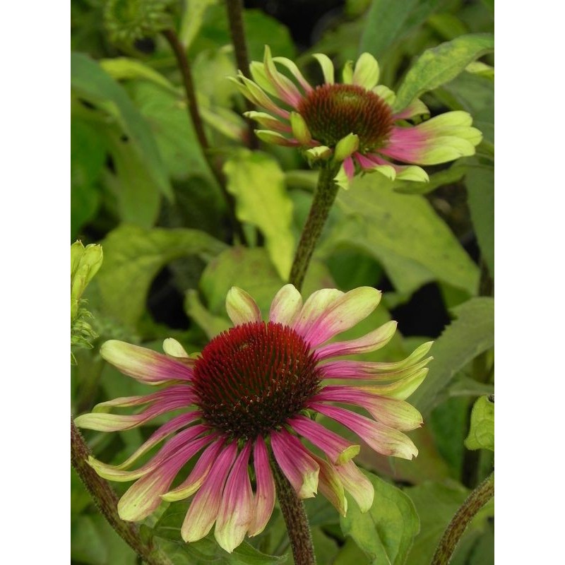 jeżówka (Echinacea x) Green Twister- Świat bylin - sklep internetowy