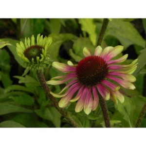 jeżówka (Echinacea x) Green Twister- Świat bylin - sklep internetowy