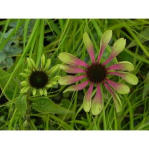 jeżówka (Echinacea x) Green Twister- Świat bylin - sklep internetowy