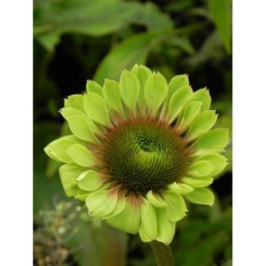 jeżówka (Echinacea x) Green Twister- Świat bylin - sklep internetowy