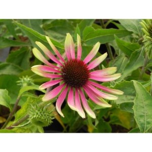 jeżówka (Echinacea x) Green Twister- Świat bylin - sklep internetowy