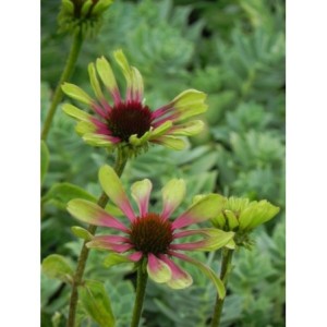 jeżówka (Echinacea x) Green Twister- Świat bylin - sklep internetowy