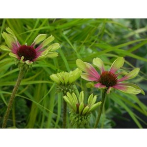 jeżówka (Echinacea x) Green Twister- Świat bylin - sklep internetowy