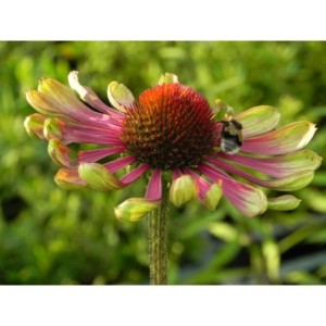 jeżówka (Echinacea x) Green Twister- Świat bylin - sklep internetowy