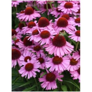 jeżówka (Echinacea x) Meditation Pink- Świat bylin - sklep internetowy