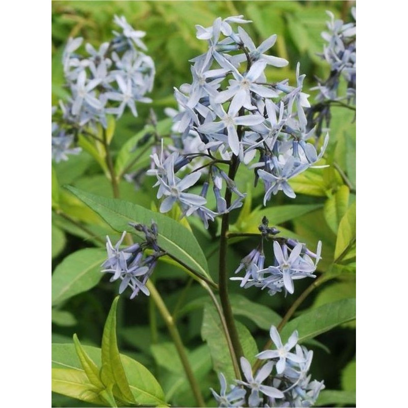 amsonia nadreńska (Amsonia tabernaemontana) Blue Ice- Świat bylin - sklep internetowy