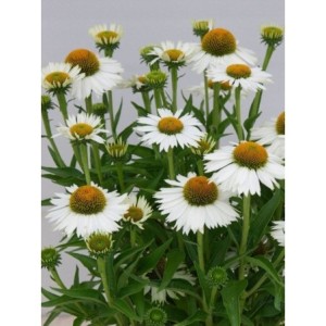 jeżówka (Echinacea x) Meditation White- Świat bylin - sklep internetowy