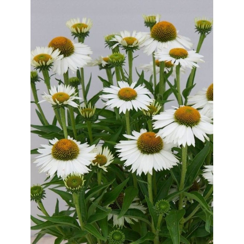 jeżówka (Echinacea x) Meditation White- Świat bylin - sklep internetowy