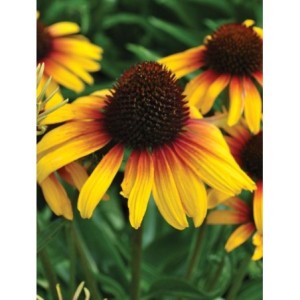 jeżówka (Echinacea x) Parrot- Świat bylin - sklep internetowy