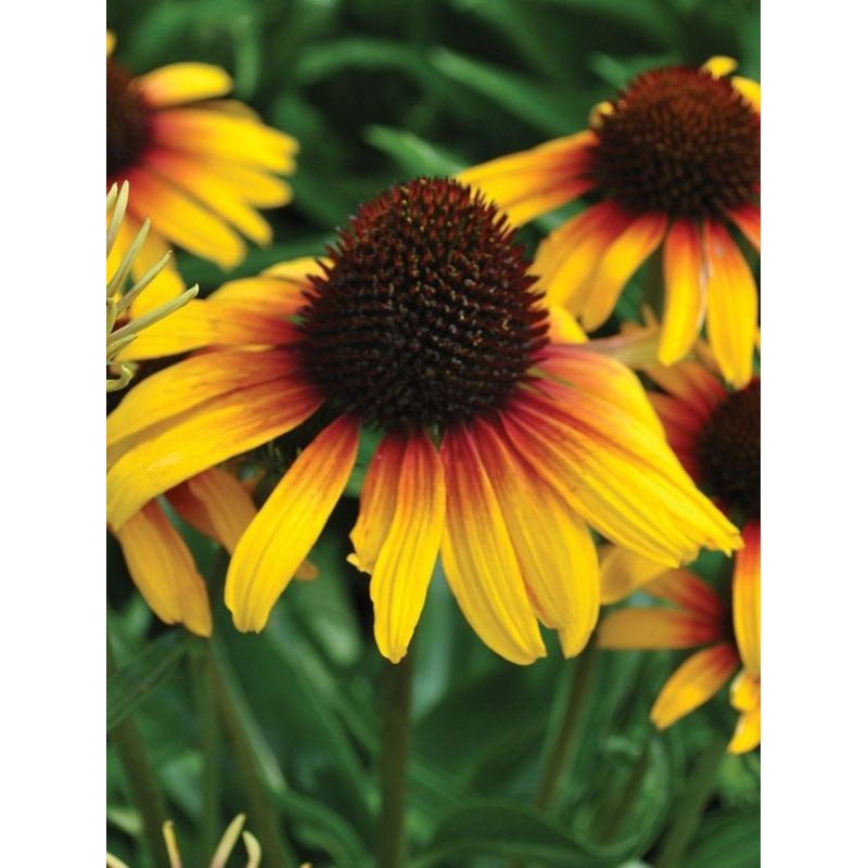 jeżówka (Echinacea x) Parrot- Świat bylin - sklep internetowy