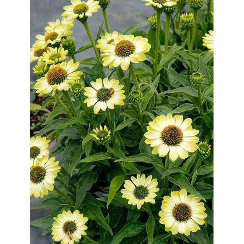 jeżówka (Echinacea x) Prima Lime- Świat bylin - sklep internetowy