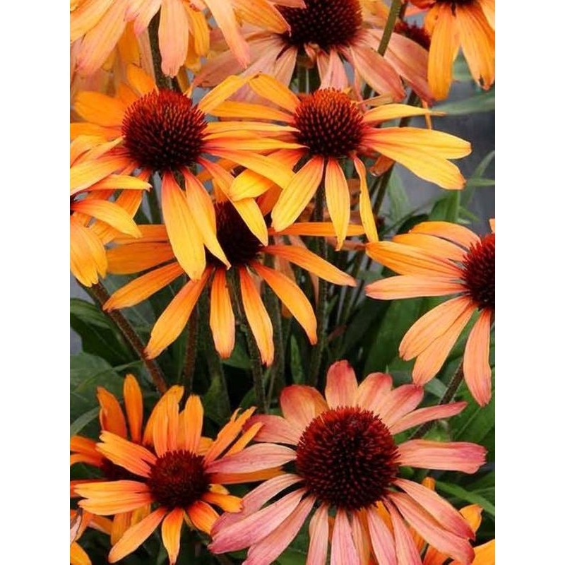 jeżówka (Echinacea x) Prima Tiger- Świat bylin - sklep internetowy