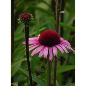 jeżówka (Echinacea x) Sensation Blackpearl- Świat bylin - sklep internetowy