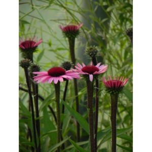 jeżówka (Echinacea x) Sensation Blackpearl- Świat bylin - sklep internetowy