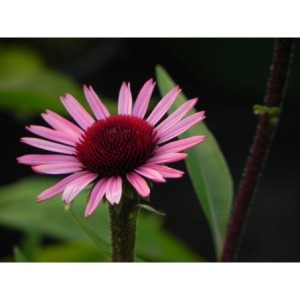 jeżówka (Echinacea x) Sensation Blackpearl- Świat bylin - sklep internetowy