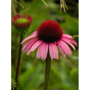 jeżówka (Echinacea x) Sensation Blackpearl- Świat bylin - sklep internetowy